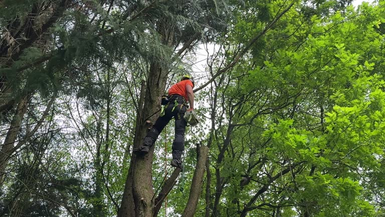 How Our Tree Care Process Works  in  Bristow, OK